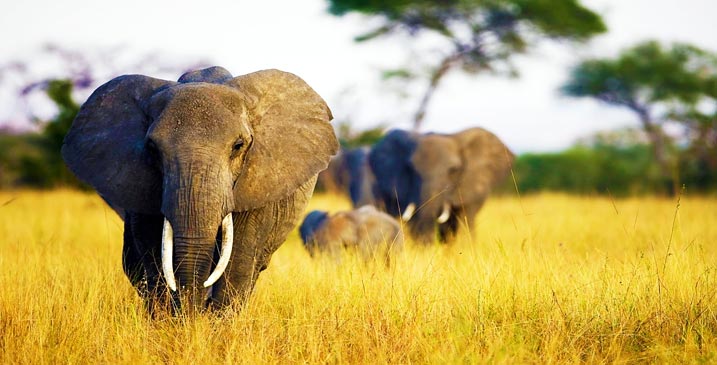 WorthMoreAlive Elephants Ivory Burning LightAFire